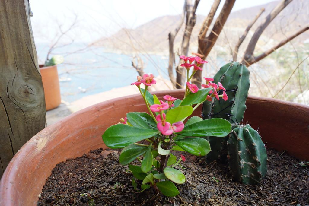 Hotel Cactus Таганга Екстер'єр фото
